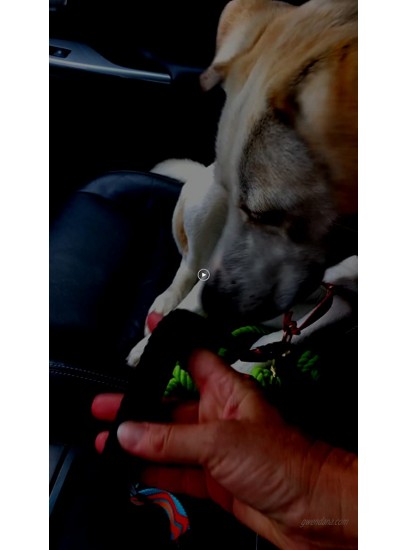 Dog Seat Belt Puppy Seat Belt Seat Belt Dog Tether